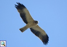 Zwergadler (Booted Eagle, Aquila pennatus)