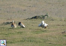 Großtrappenbalz (Ortis tarda) auf den Llanos de Belén