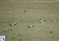 Fliegende Großtrappen (Ortis tarda) auf den Llanos de Belén