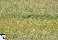 Männliche Zwergtrappe (Tetrax tetrax) auf den Llanos de Belén