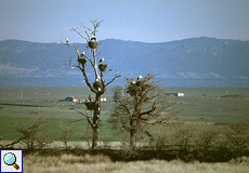 Weißstörche (Ciconia ciconia) auf Nistbaum auf den Llanos de Belén