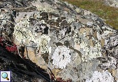 Fels mit Flechtenbewuchs auf den Llanos de Belén