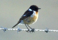 Männliches Schwarzkehlchen (Saxicola rubicola)