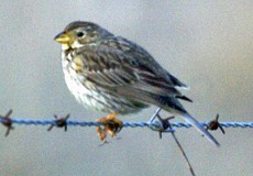 Grauammer (Emberiza calandra)