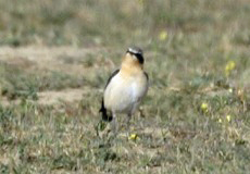 Männlicher Steinschmätzer (Oenanthe oenanthe)