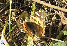 Distelfalter (Vanessa cardui) auf den Llanos de Trujillo y Cáceres