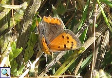 Kleiner Feuerfalter (Lycaena phlaeas) auf den Llanos de Trujillo y Cáceres