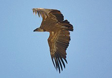 Gänsegeier (Gyps fulvus)