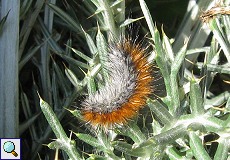 Raupe des Bärenspinners (Ocnogyna baetica) auf den Llanos de Trujillo y Cáceres