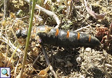 Ölkäfer (Meloe majalis) auf den Llanos de Trujillo y Cáceres