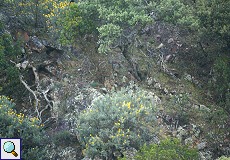Uhu (Bubo bubo) im Monfragüe-Nationalpark