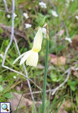 Engelstränennarzisse (Narcissus triandrus pallidulus) im Monfragüe-Nationalpark