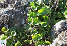 Felsen-Nabelkraut (Pennywort oder Navelwort, Umbilicus rupestris)