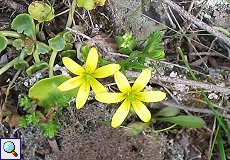 Acker-Gelbstern (Hairy Star of Bethlehem, Gagea arvensis)