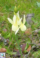 Engelstränennarzisse (Angels Tears, Narcissus triandrus pallidulus)