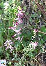 Erdrauch (Fumitory, Fumaria officinalis)