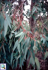 Eukalyptus (Gum Tree, Eucalyptus sp.)