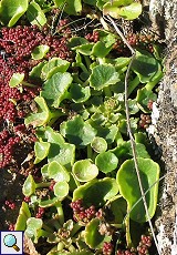 Felsen-Nabelkraut (Pennywort oder Navelwort, Umbilicus rupestris)