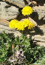 Löwenzahn (Dandelion, Taraxum officinale)