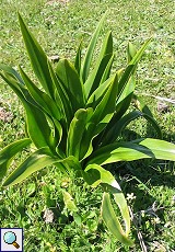 Meerzwiebel (Sea Onion, Urginea maritima)