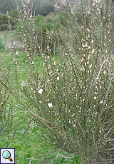 Pfriemenginster (Spanish Broom, Spartium junceum)