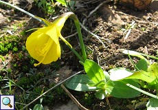 Reifrocknarzisse (Hoop-petticoat Daffodil, Narcissus bulbocodium)