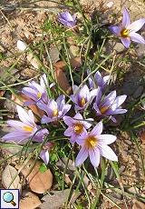 Scheinkrokus (Large-flowered Sand Crocus, Romulea bulbocodium)