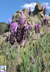 Schopflavendel (French Lavender, Lavandula stoechas)