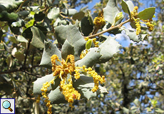 Blüten der Steineiche (Holly Oak, Quercus ilex)