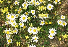 Frühlingsblumen in der Extremadura