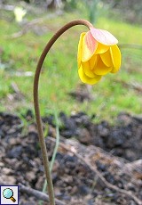 Iberische Frühlingsanemone (Palmate Anemone, Anemone palmata)