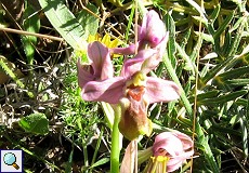 Wespen-Ragwurz (Sawfly Ophrys, Ophrys tenthredinifera)