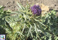 Mariendistel (Blessed Milk Thistle, Silybum marianum)