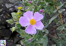 Weißliche Zistrose (Grey-leaved Rockrose, Cistus albidus)