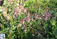 Borretsch (Borage, Borago officinalis)