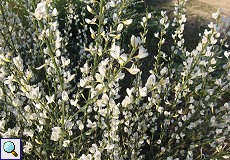 Vielblütiger Ginster (White Spanish Broom, Cytisus multiflorus)