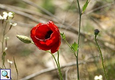 Klatschmohn (Corn Poppy, Papaver rhoeas)