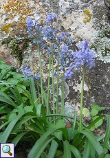 Spanisches Hasenglöckchen (Spanish Bluebell, Scilla hispanica)