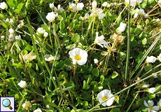 Gewöhnlicher Wasserhahnenfuß (Common Water-crowfoot, Ranunculus aquatilis)