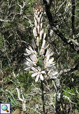 Kleinfrüchtiger Affodill (Common Asphodil, Asphodelus aestivus)