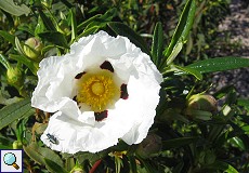 Lack-Zistrose (Gum Rockrose, Cistus ladanifer)