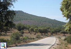 Violett blühende Bäume in der Sierra de San Pedro