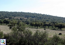 Bäume und sanft gewundene Hügel in der Sierra de San Pedro