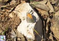 Kleines Wiesenvögelchen (Grass Eggar, Coenonympha pamphilus) in der Sierra de San Pedro