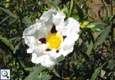 Lack-Zistrose (Gum Rockrose, Cistus ladanifer) in der Sierra de San Pedro
