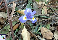 Mittags-Schwertlilie (Barbary Nut, Iris sisyrinchium) in der Sierra de San Pedro