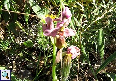 Wespen-Ragwurz (Sawfly Ophrys, Ophrys tenthredinifera) in der Sierra de San Pedro