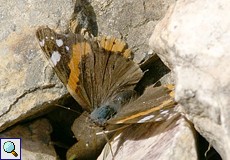 Admiral (Red Admiral, Vanessa atalanta)