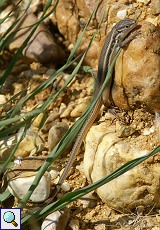 Algerischer Sandläufer (Large Psammodromus, Psammodromus algirus)