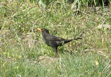 Männliche Amsel (Blackbird, Turdus merula)